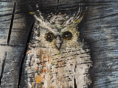  34 Owl, oil on wood, 68.5 x 45.5 cm